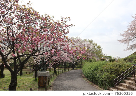 都市農業公園櫻花 都市農業公園櫻花 76300336