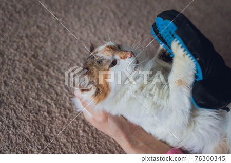 Man grooming cat with special gloves. Pet care. 76300345