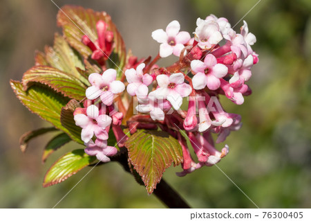 Viburnum, Viburnum farreri 76300405