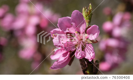 Nectarine tree, Prunus persica Nectarine tree, Prunus persica 76300408