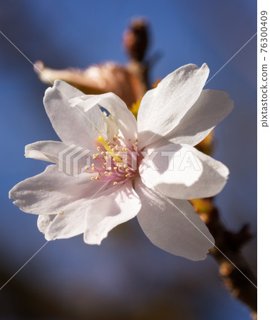 Higan cherry, Prunus subhirtella Higan cherry, Prunus subhirtella 76300409