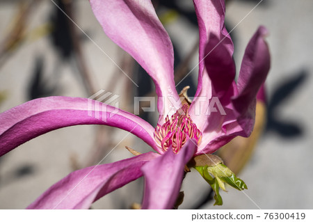 Tulip magnolia, Magnolia liliiflora 76300419