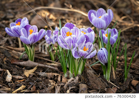 Crocus, flowers of the spring 76300420