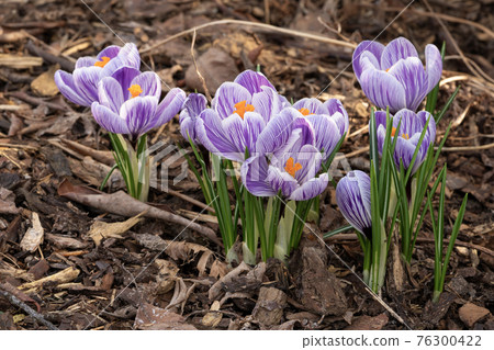 Crocus, flowers of the spring 76300422