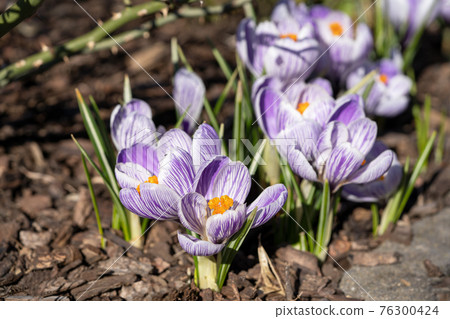 Crocus, flowers of the spring Crocus, flowers of the spring 76300424