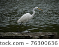 Little Egret Walking on the Pier 76300636
