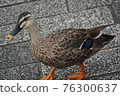 Spot-billed ducks walking on paved roads 76300637