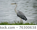 Gray heron standing by the water 76300638