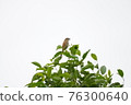 A shrike that stops at the top of a tree 76300640