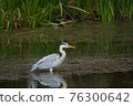 Gray heron traveling in the pond 76300642