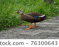 Spot-billed ducks eating grass on the roadside 76300643