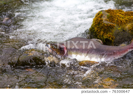 humpback salmon humpback salmon 76300647