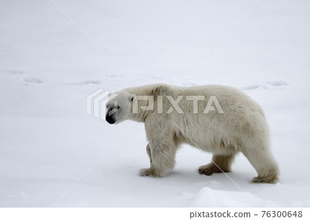 Polar bear near North pole (86-87 degrees north latitude) Polar bear near North pole (86-87 degrees north latitude) 76300648