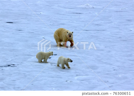 Polar bear near North pole (86-87 degrees north latitude) 76300651