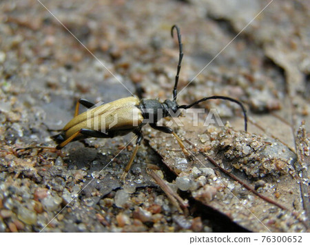 Anastrangalia Anastrangalia 76300652