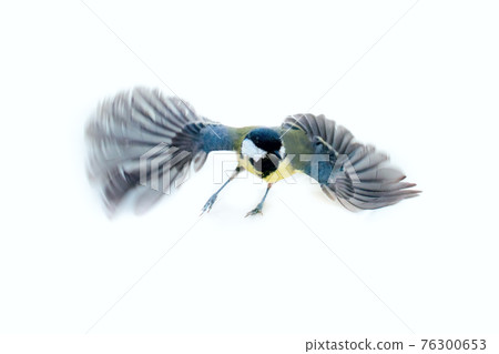 Instant photography allows you to see oxeye (Great Tit) of air balancer 76300653