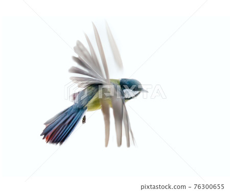 Instant photography allows you to see oxeye (Great Tit) of air balancer Instant photography allows you to see oxeye (Great Tit) of air balancer 76300655