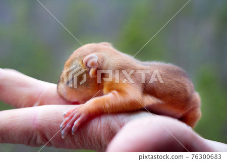 baby squirrel wild child 76300683