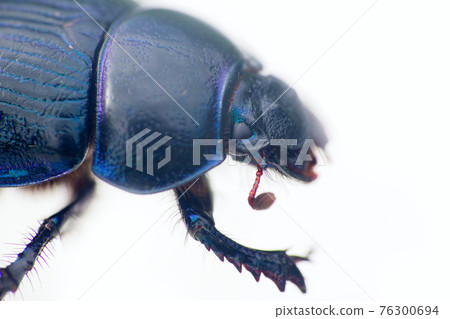Metallic blue beetle crawling on white background 1 Metallic blue beetle crawling on white background 1 76300694