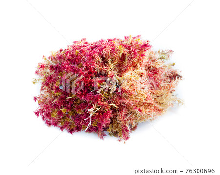 natural moss decoration on white background 76300696