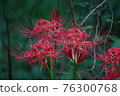 Cluster amaryllis 76300768