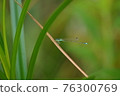 Damselfly on a leaf 76300769