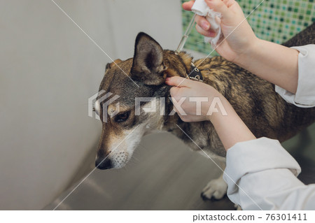 Vet examines the dog's ears in his office. Vet examines the dog's ears in his office. 76301411