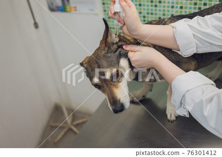 Vet examines the dog's ears in his office. Vet examines the dog's ears in his office. 76301412