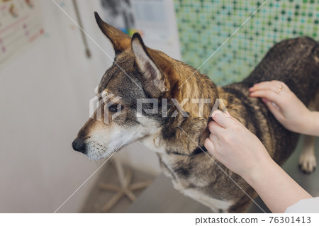 Vet examines the dog's ears in his office. Vet examines the dog's ears in his office. 76301413