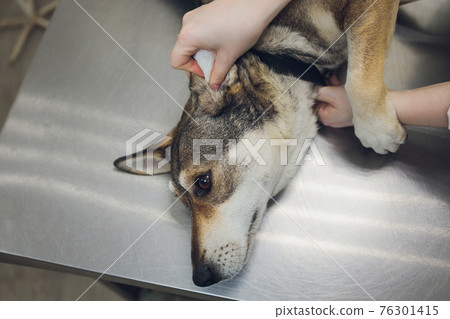 Vet examines the dog's ears in his office. Vet examines the dog's ears in his office. 76301415