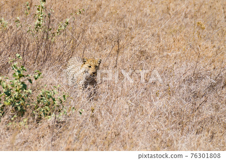 Leopard from Serengeti National Park, Tanzania, Africa Leopard from Serengeti National Park, Tanzania, Africa 76301808