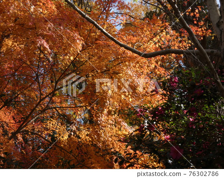 Redder autumn leaves in response to the sun Redder autumn leaves in response to the sun 76302786