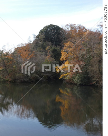 The water surface of the pond reflecting the autumn leaves and the clear sky The water surface of the pond reflecting the autumn leaves and the clear sky 76302788