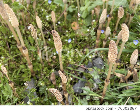 Horsetail of the herd 76302867