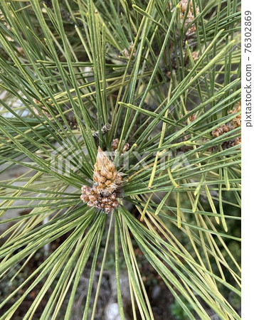 Black pine sprout Black pine sprout 76302869