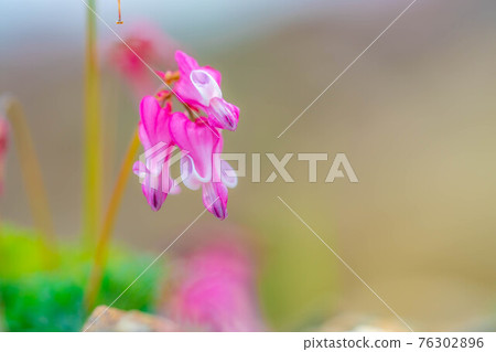 Dicentra peregrina in early summer Hakuba Goryu Alpine Botanical Garden [Nagano Prefecture] 76302896