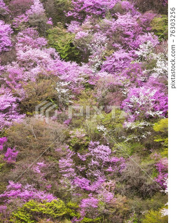 Yamazakura of Kyoto Kaohsiung 76303256