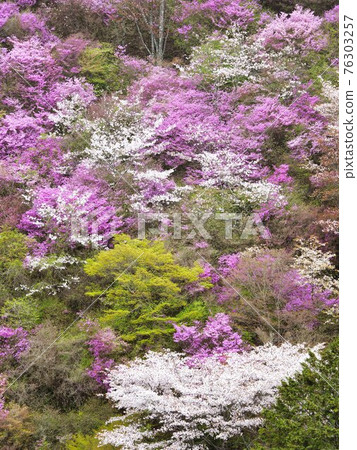 Yamazakura of Kyoto Kaohsiung 76303257