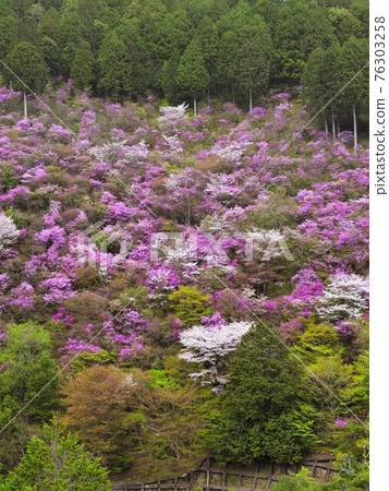 Yamazakura of Kyoto Kaohsiung 76303258