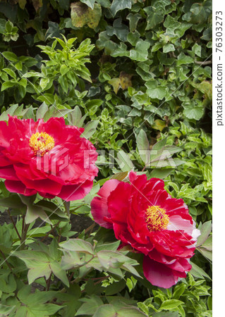 Peony Peony 76303273