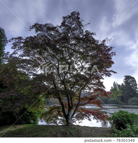 English autumn with Sheffield lake, trees and visible sun rays in Uckfield, East Sussex, United Kingdom 76303349