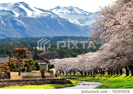 Sakura at Nakayama River Park 76303656