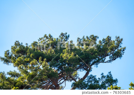Green pine tree with long needles on a background of blue sky. Freshness, nature, concept. Latin: Pinus brutia 76303685