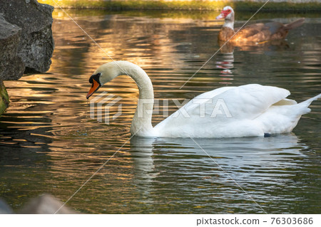 A graceful white swan swimming on a lake with dark green water. The white swan is reflected in the water A graceful white swan swimming on a lake with dark green water. The white swan is reflected in the water 76303686