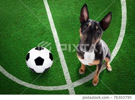 soccer player dog soccer player dog 76303795