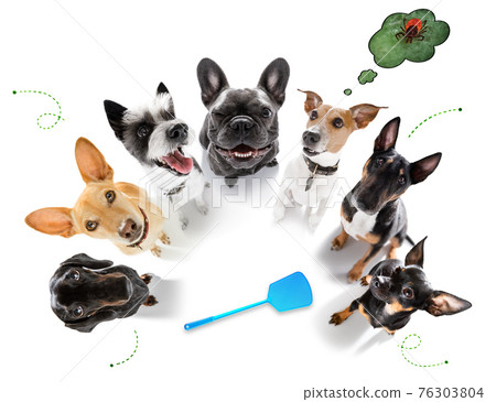 couple of dogs  with ticks, fleas 76303804
