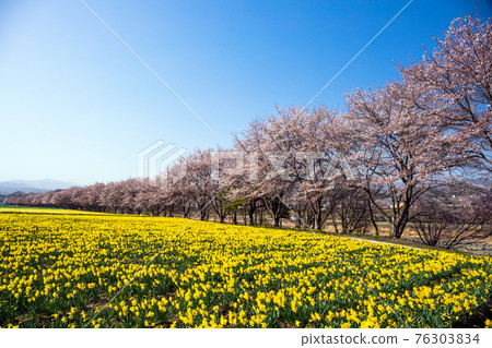 Narcissus and cherry blossom trees Narcissus and cherry blossom trees 76303834