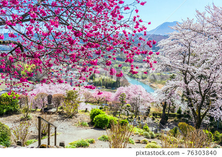 盛開的櫻花和吾妻川的景色 76303840