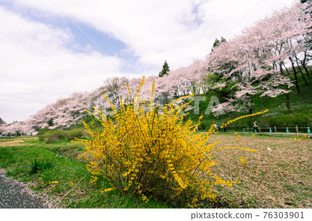 Sakura and Forsythia in Hitsujiyama Park 76303901