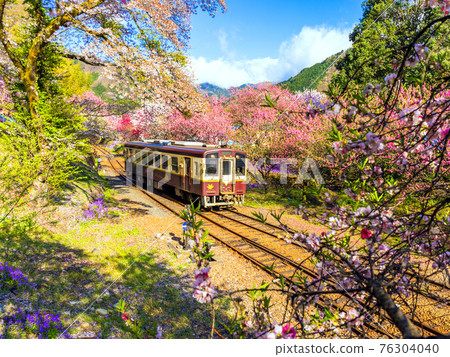 春天盛開的渡良瀨溪谷鐵道3 春天盛開的渡良瀨溪谷鐵道3 76304040